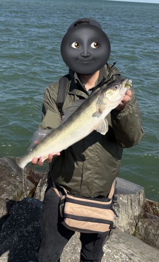Zander