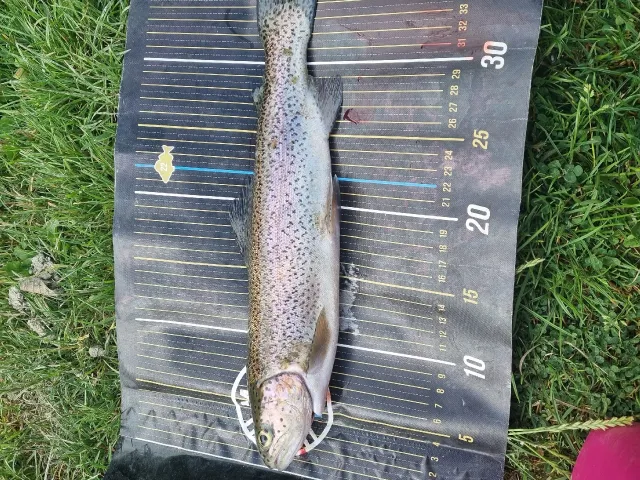 Regenbogenforelle