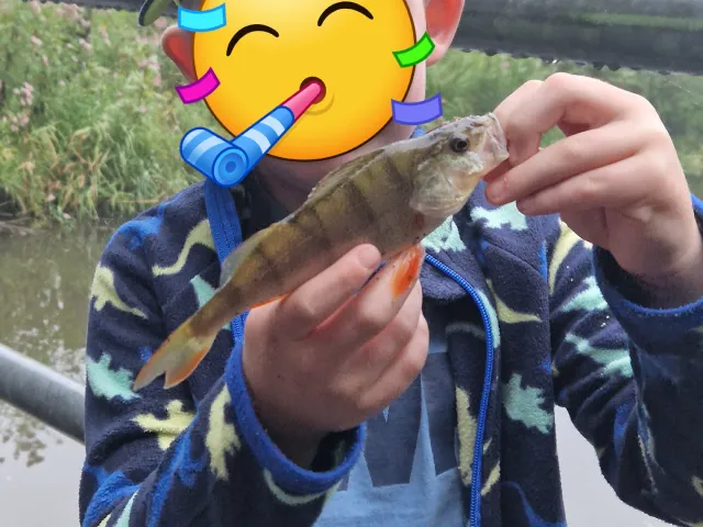 Flussbarsch