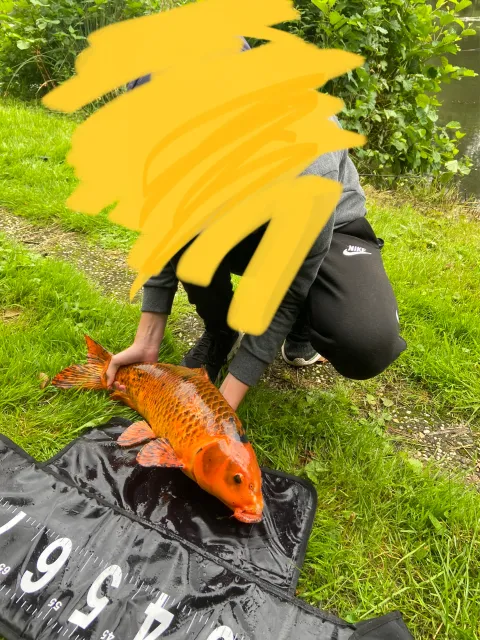 Karpfen