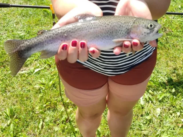 Regenbogenforelle
