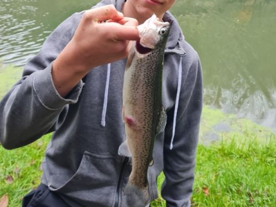 Regenbogenforelle