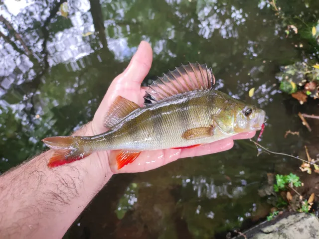 Flussbarsch