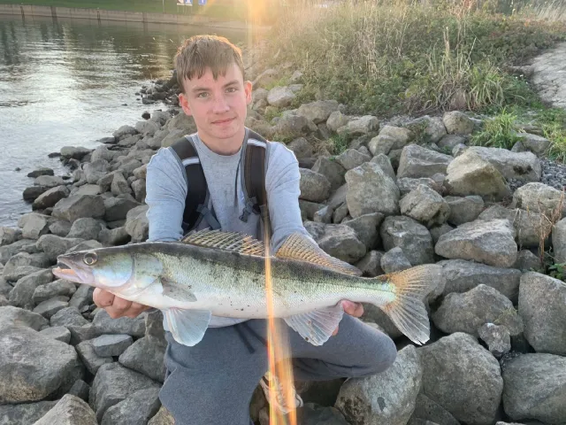 Zander