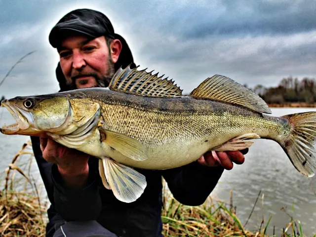 Zander