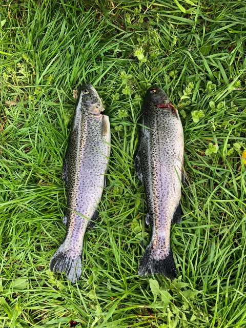 Regenbogenforelle