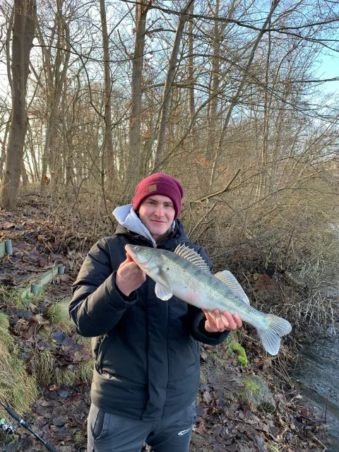 Zander