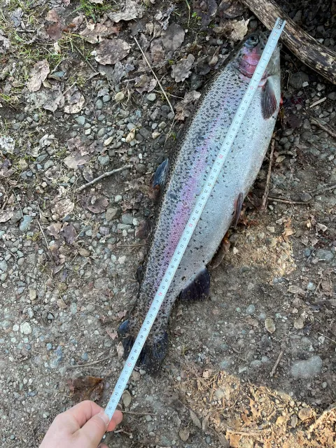 Regenbogenforelle