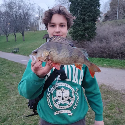 Flussbarsch