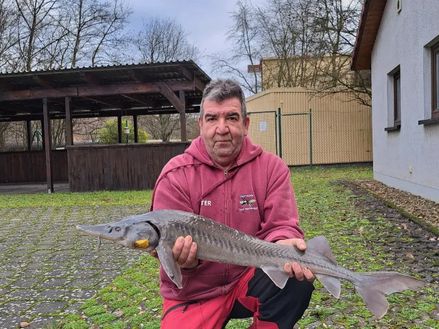 Stör