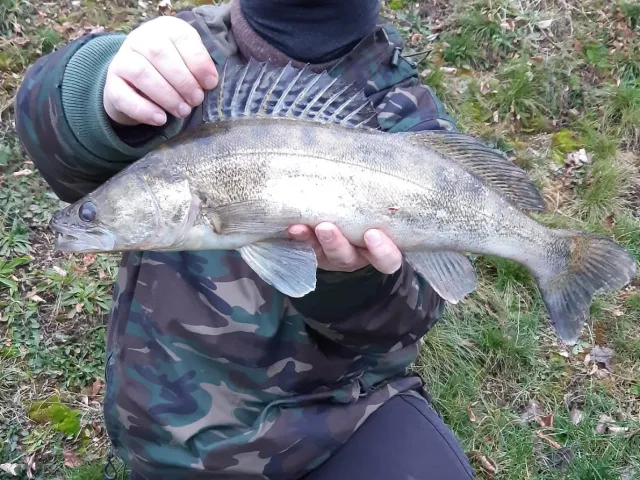 Zander