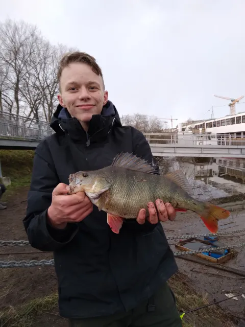 Flussbarsch