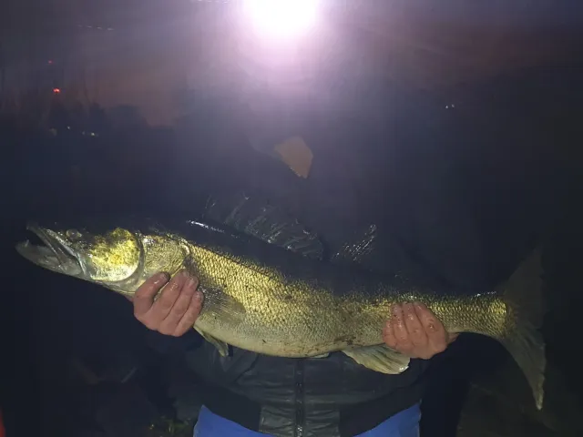Zander