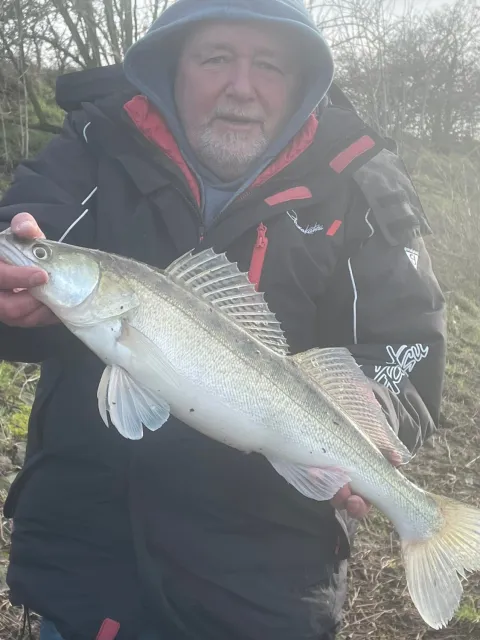 Zander
