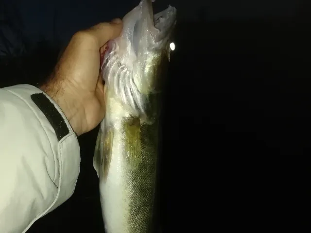 Zander