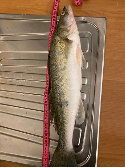 Zander