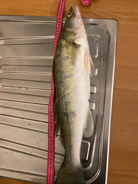 Zander