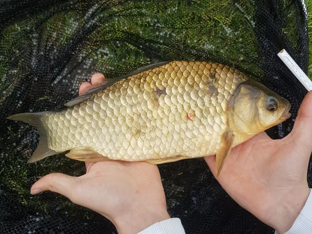 Karausche