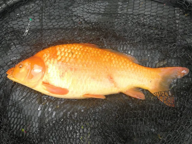 Goldfisch