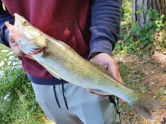 Zander