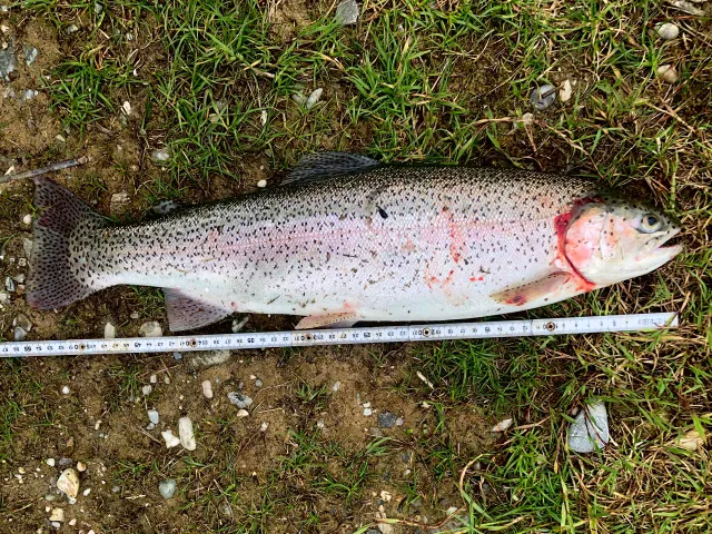 Regenbogenforelle