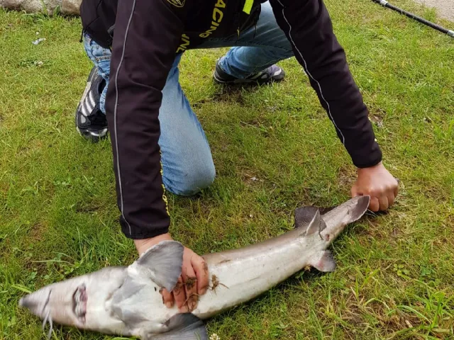 Stör