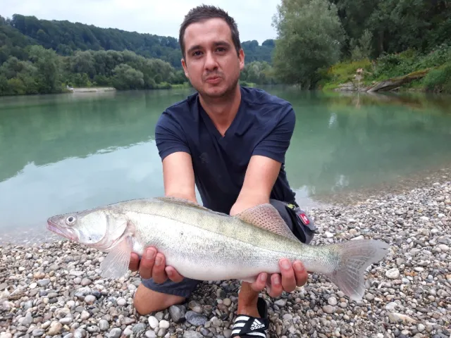Zander