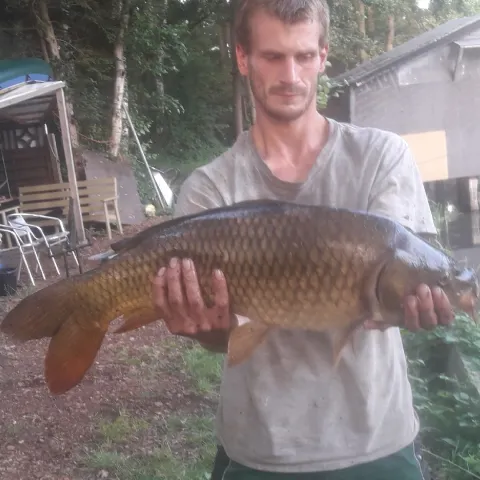 Karpfen