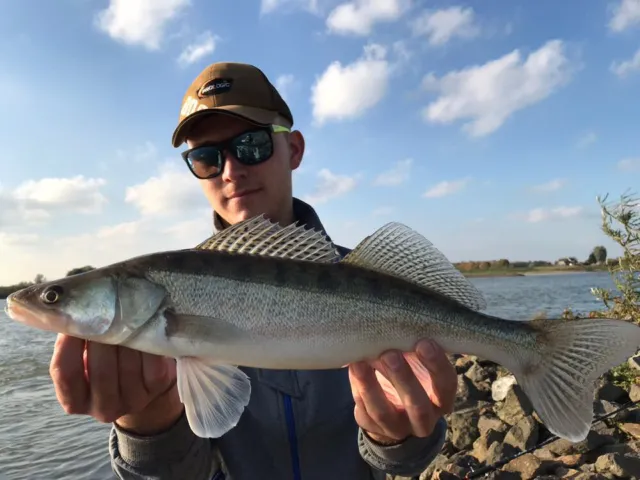 Zander