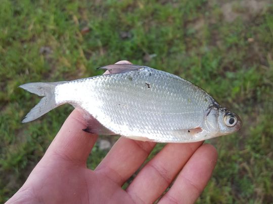 Giebel