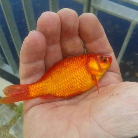 Goldfisch