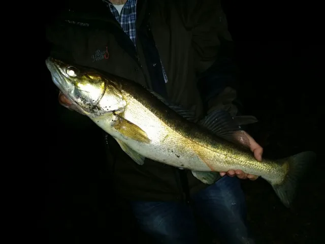 Zander