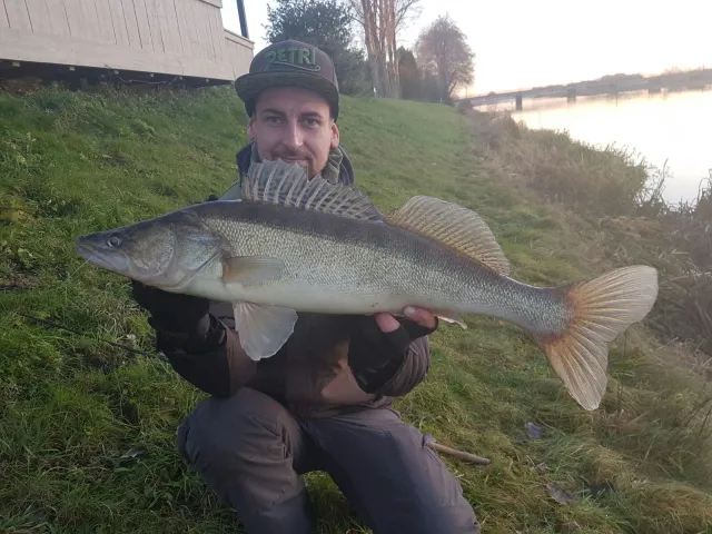 Zander