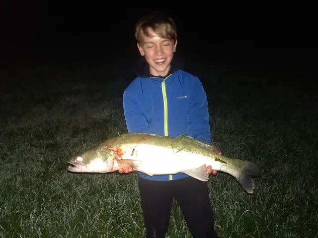 Zander