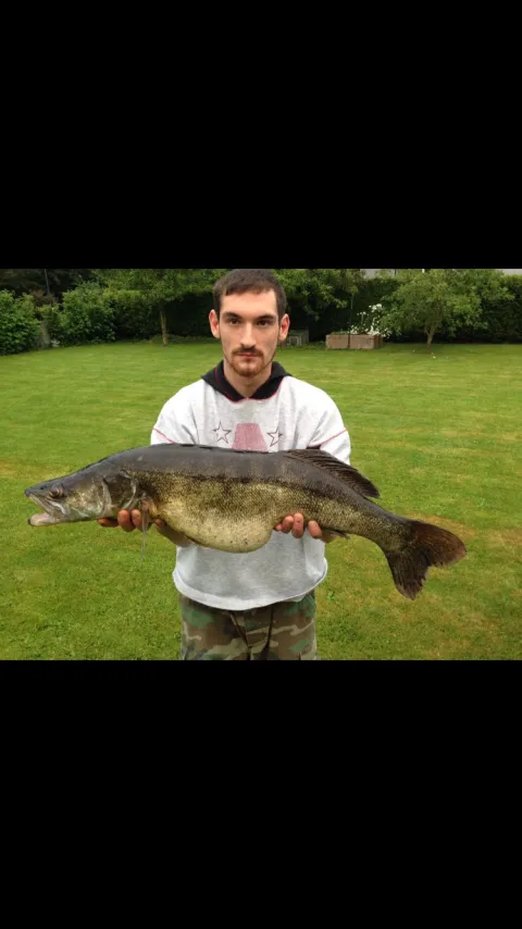 Zander
