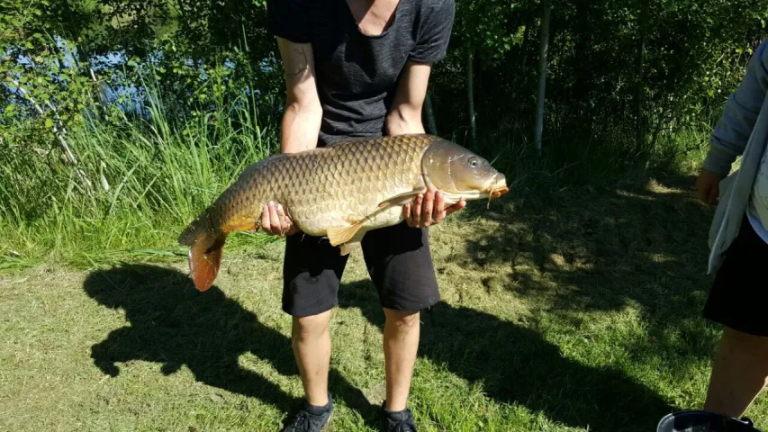 Karpfen
