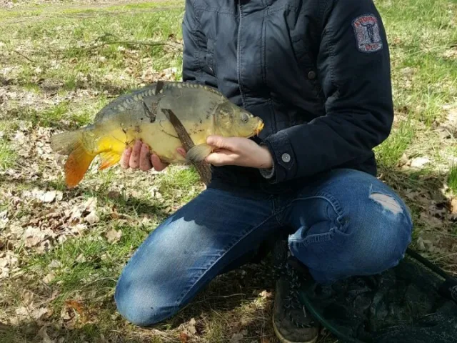 Karpfen