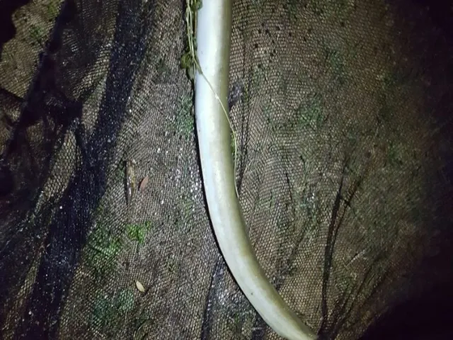 Aal