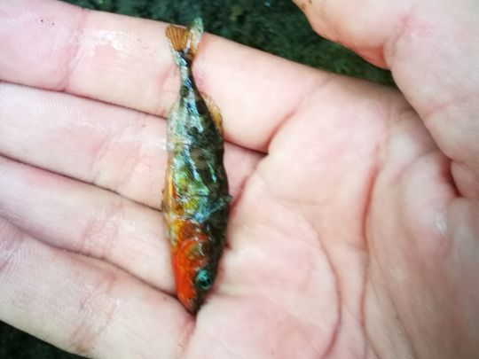 Dreistachliger Stichling