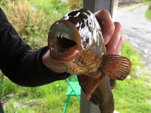 Lippfisch