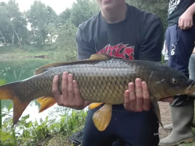 Karpfen