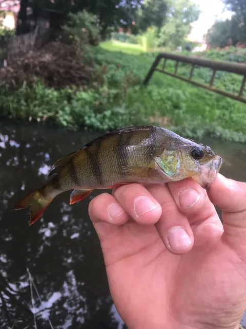 Flussbarsch