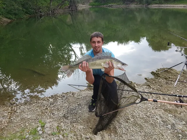 Zander