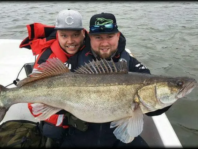 Zander