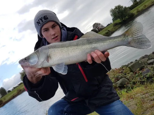 Zander