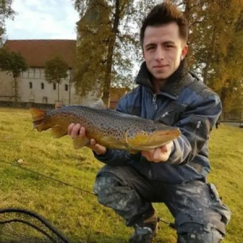 Bachforelle