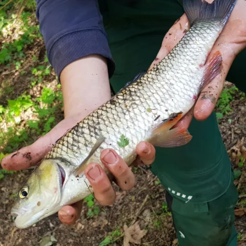 Döbel