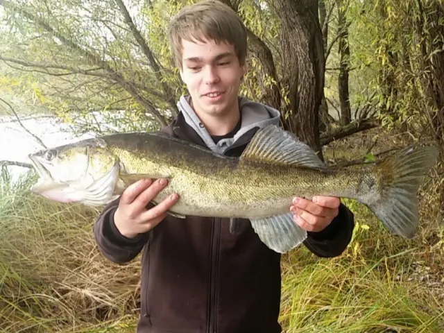 Zander