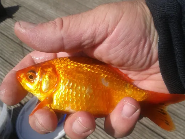 Goldfisch