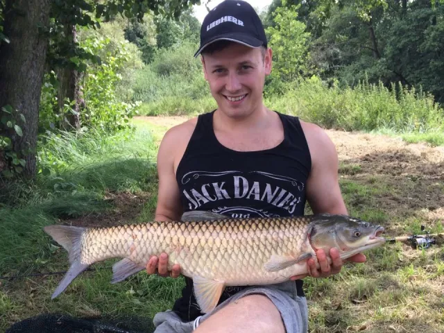 Graskarpfen